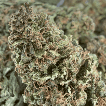 OREGON SWEETGUM - FLEUR DE CBD BIO