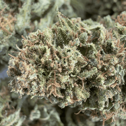 OREGON SWEETGUM - FLEUR DE CBD BIO