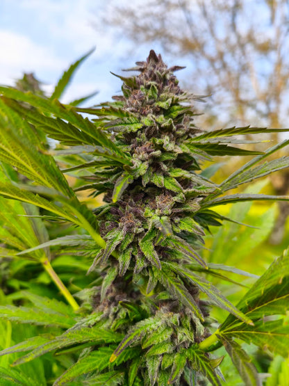 SWEET CREAM - FLEUR DE CBD ORGANIQUE