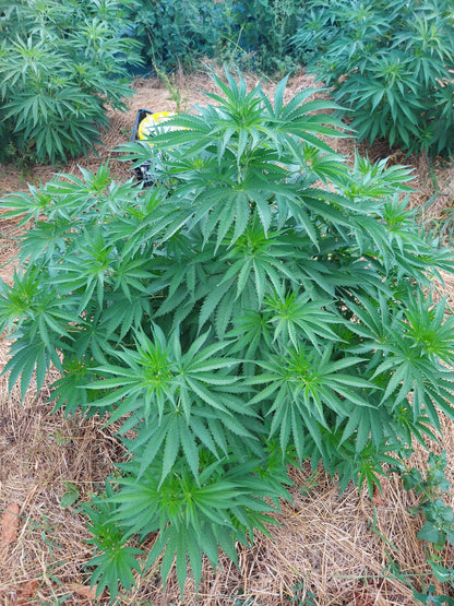 BLACK BUDDHA - FLEUR DE CBD BIO