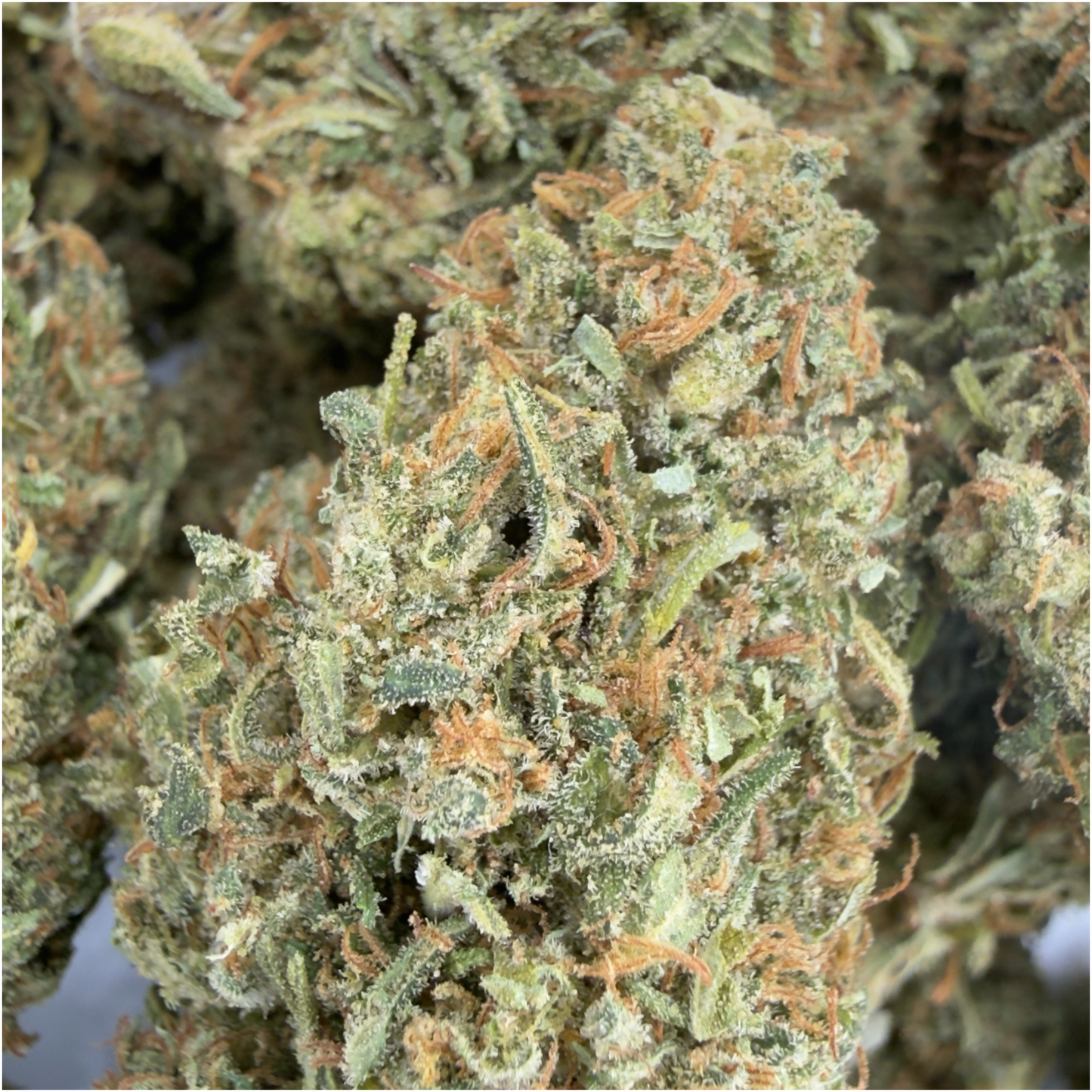 PINK LEMONADE - FLEUR DE CBD BIO