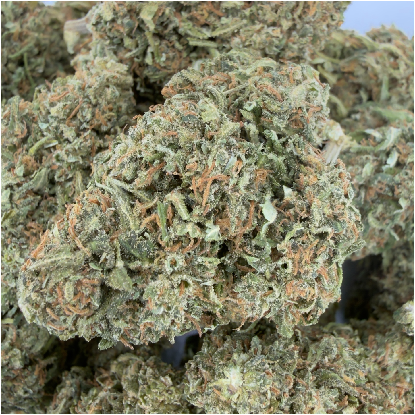 PINK LEMONADE - FLEUR DE CBD BIO