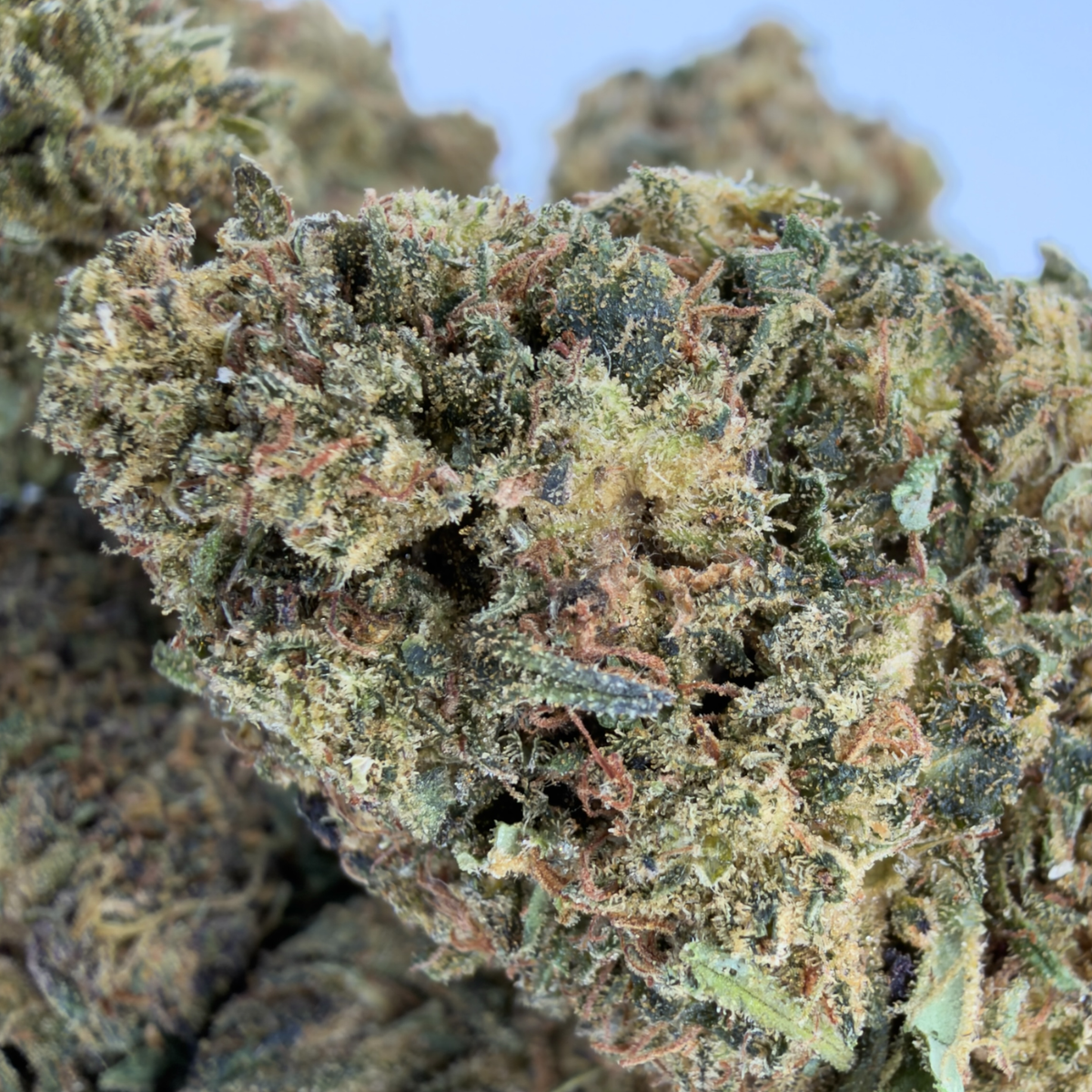 PLATINUM PANTHER - FLEUR DE CBD BIO