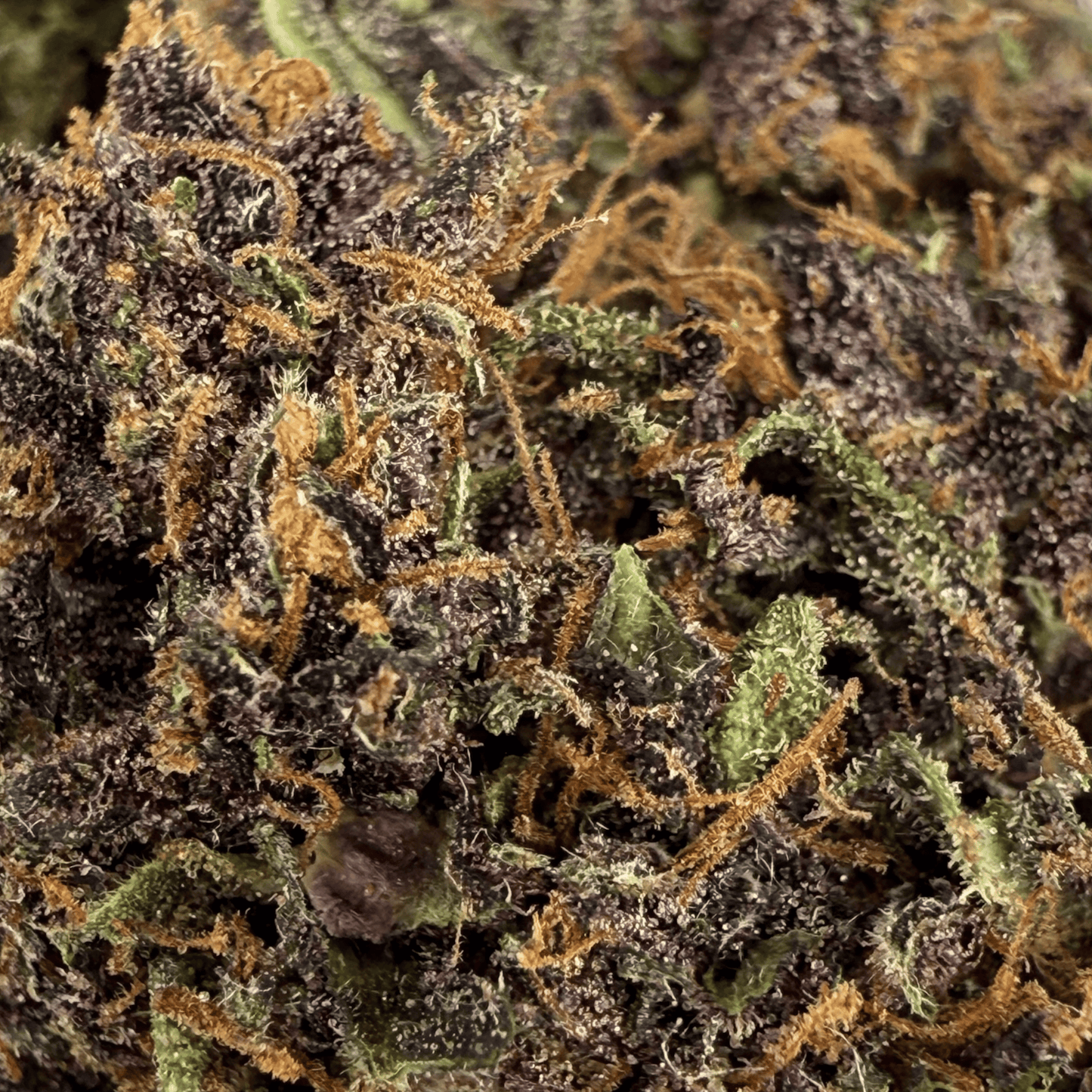 PLOOKIES - FLEUR DE CBD BIO - LIGHT DEP