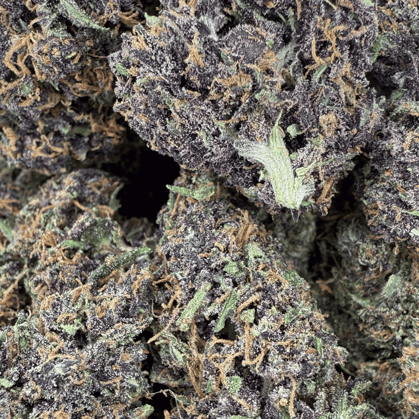 PLOOKIES - FLEUR DE CBD BIO - LIGHT DEP