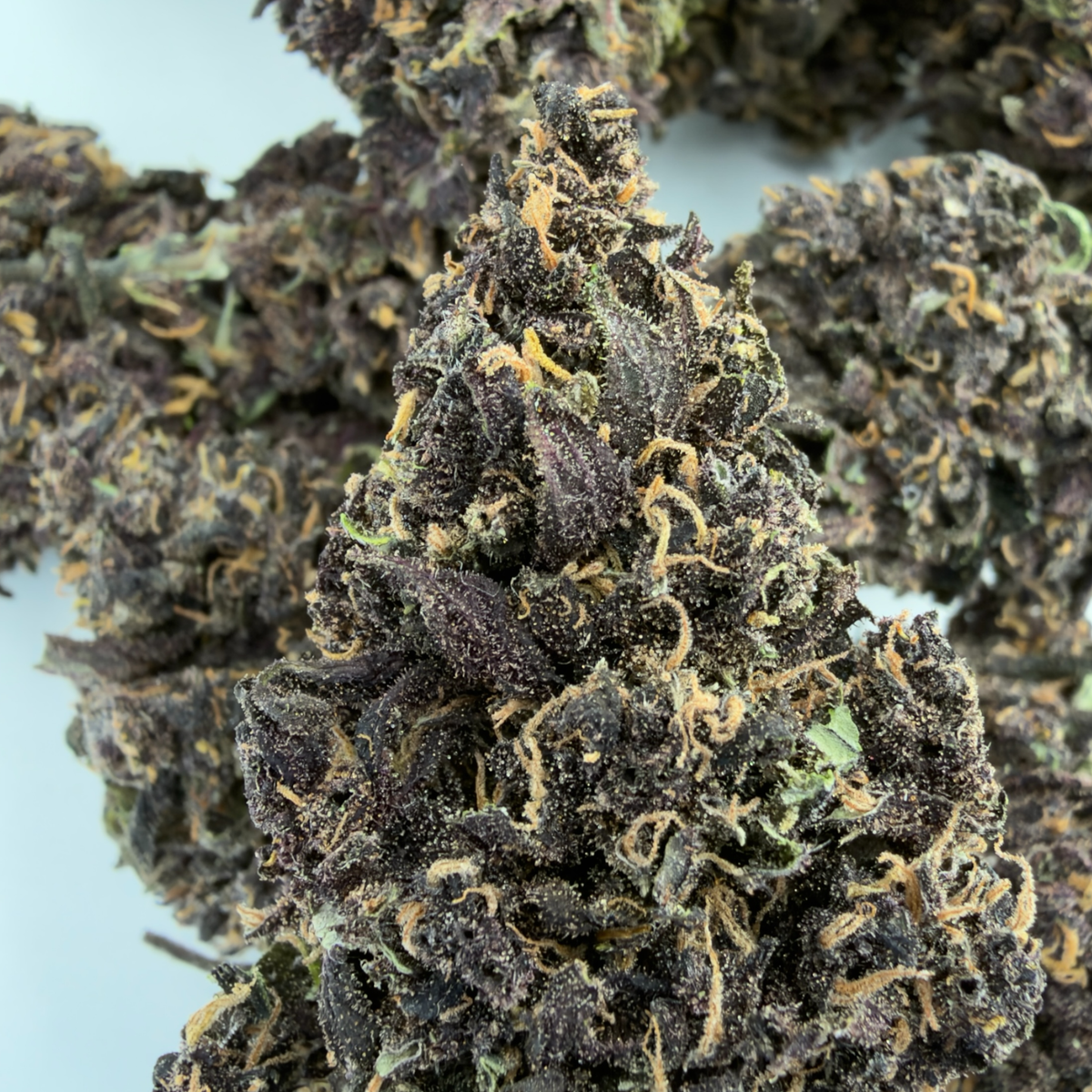 PURPLE PUNCH - FLEUR DE CBD BIO