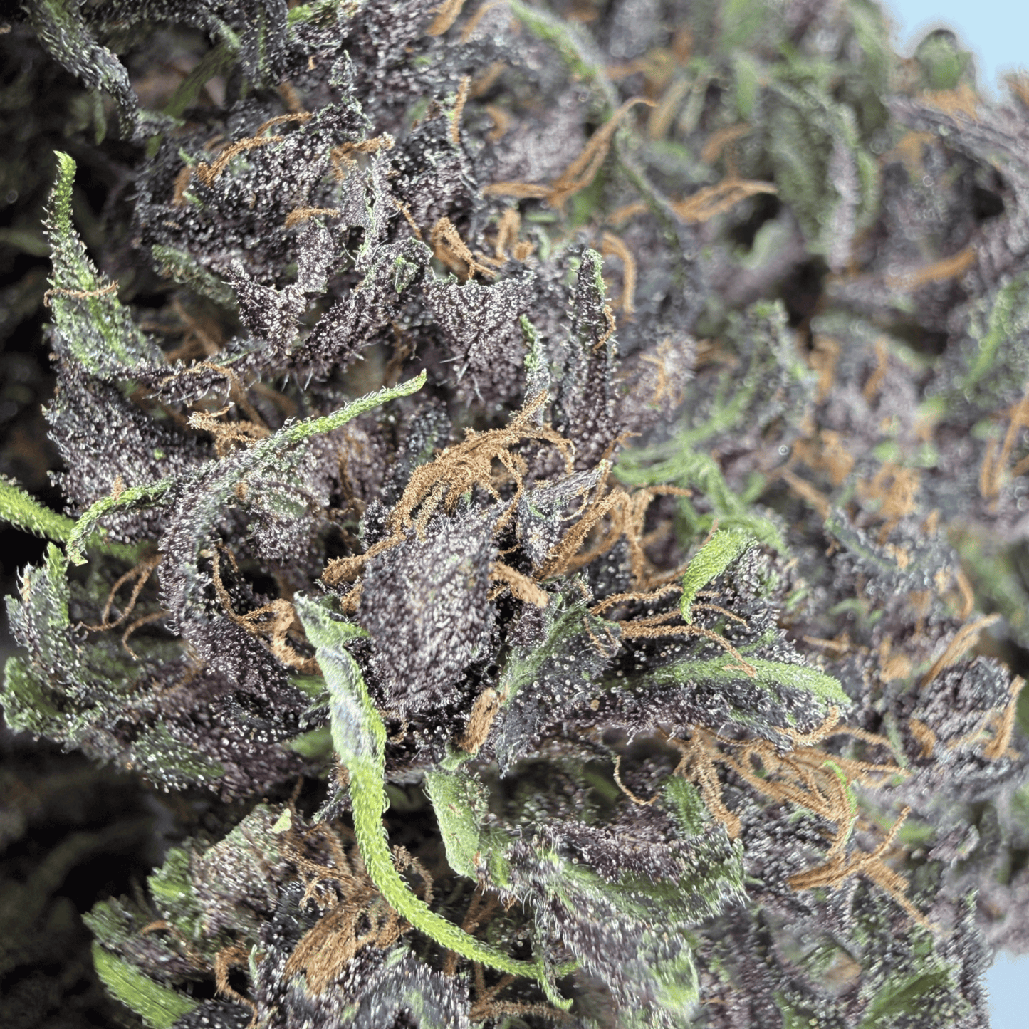 PURPLE PUNCH - FLEUR DE CBD BIO