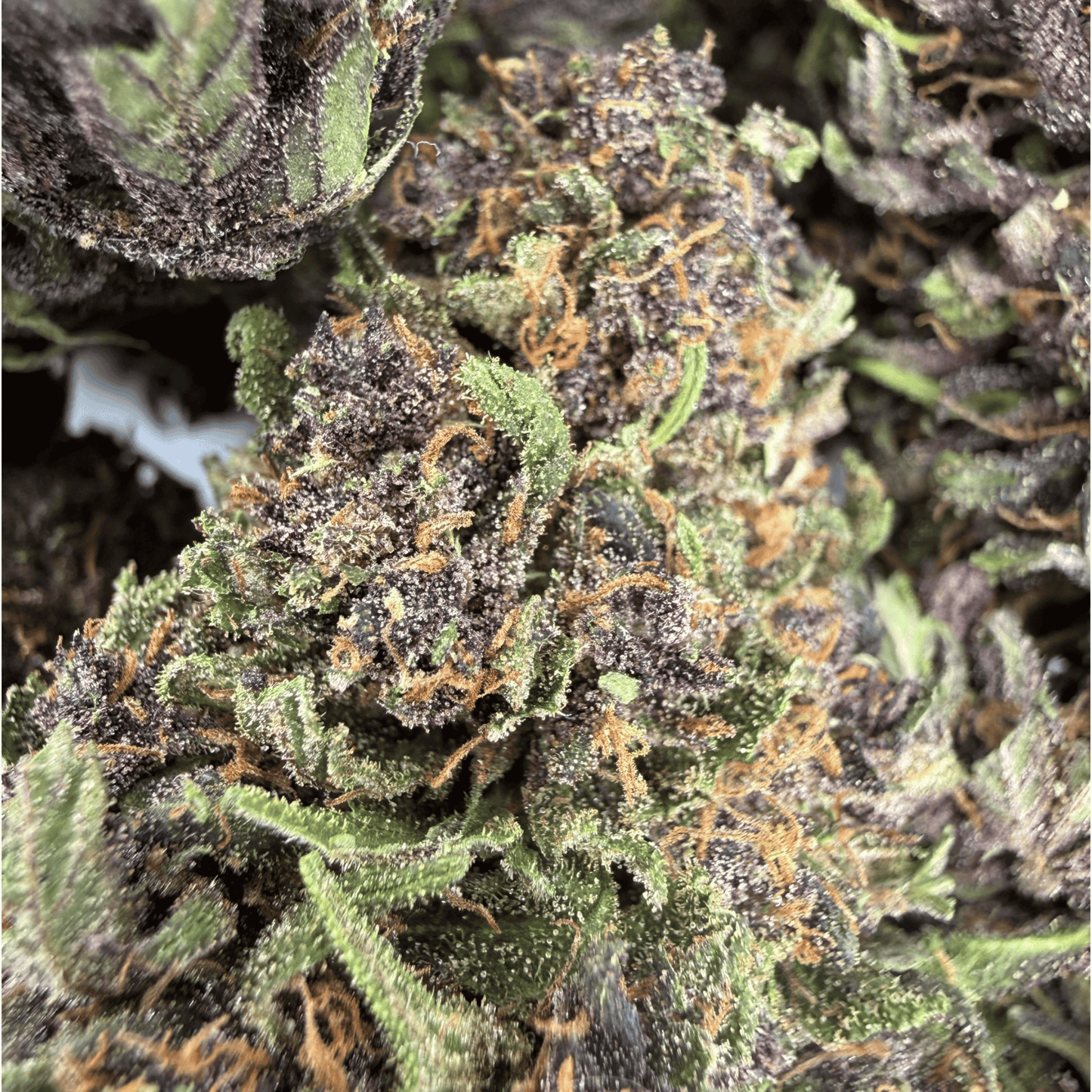 PURPLE PUNCH - FLEUR DE CBD BIO