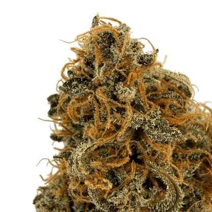 RAINBOW SHERBET - FLEUR DE CBD - INDOOR