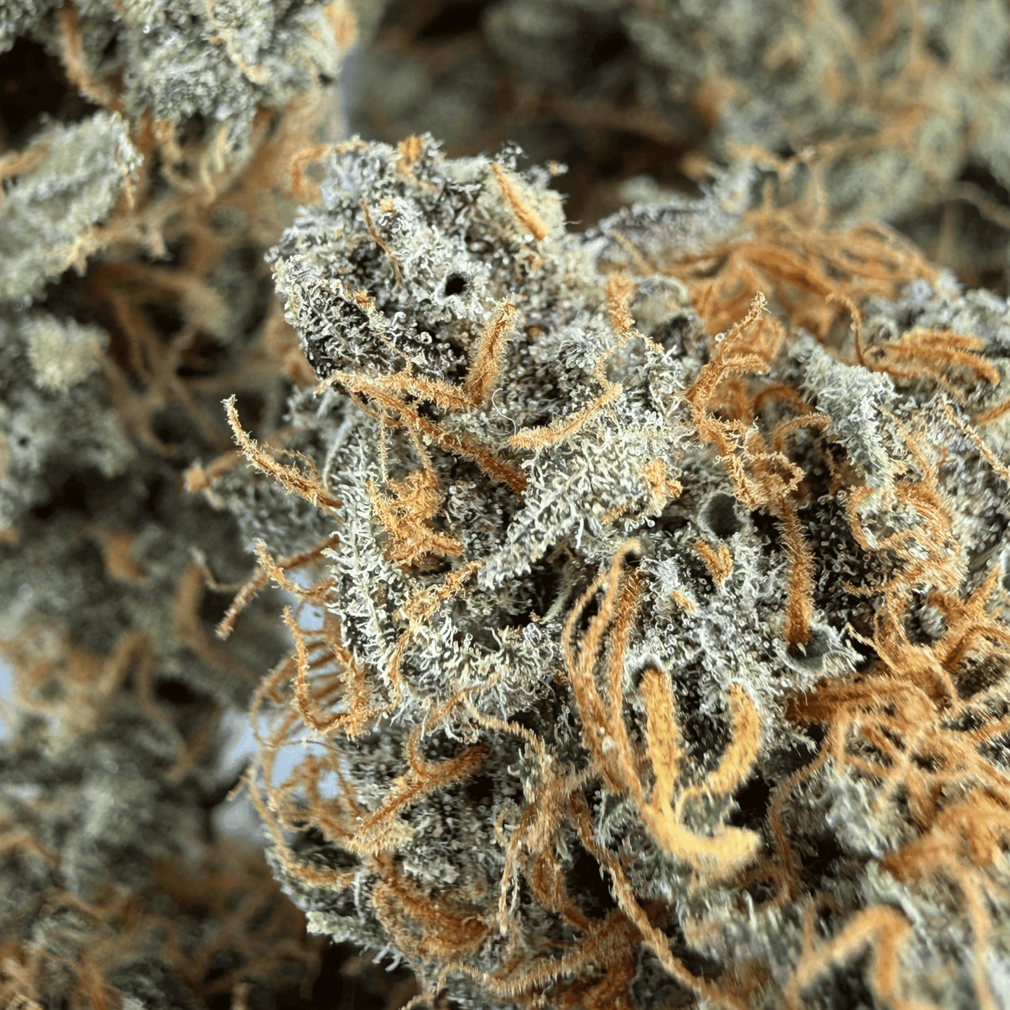 RAINBOW SHERBET - FLEUR DE CBD - INDOOR