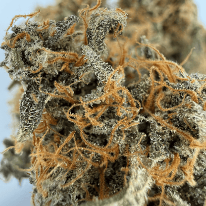 RAINBOW SHERBET - FLEUR DE CBD - INDOOR