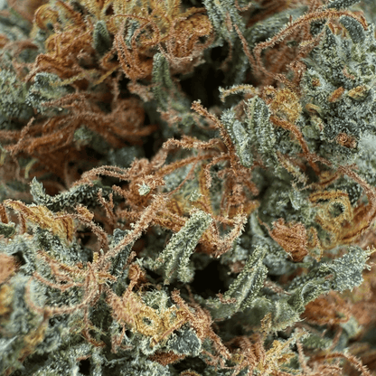 ROCKET SAUCE - FLEUR DE CBD BIO - LIGHT DEP