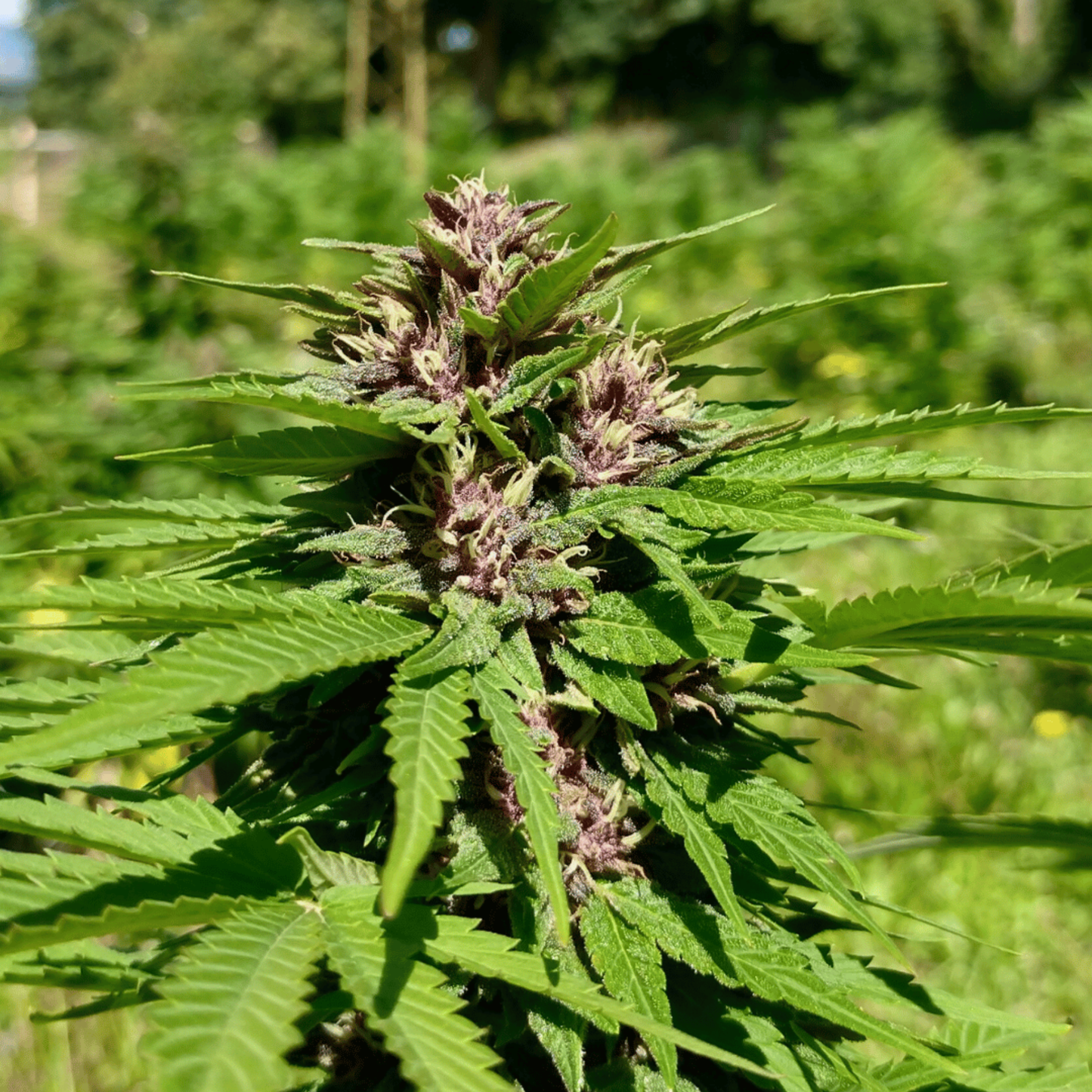 SAPPHIRE KUSH - FLEUR DE CBD BIO