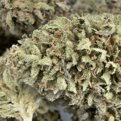 SKUNK - FLEUR DE CBD BIO