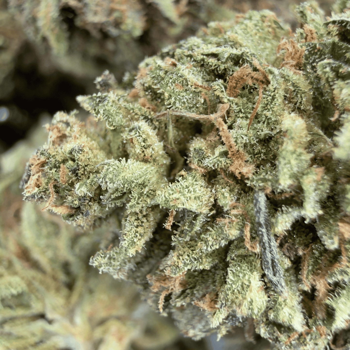 SKUNK - FLEUR DE CBD BIO