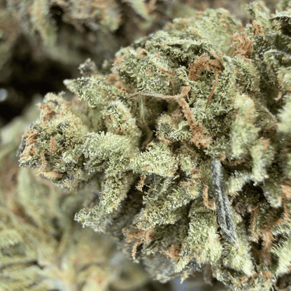 SKUNK - FLEUR DE CBD BIO