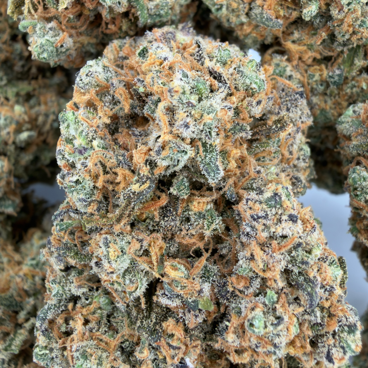 SUNSET BERRY - CBD-BLÜTE - INDOOR