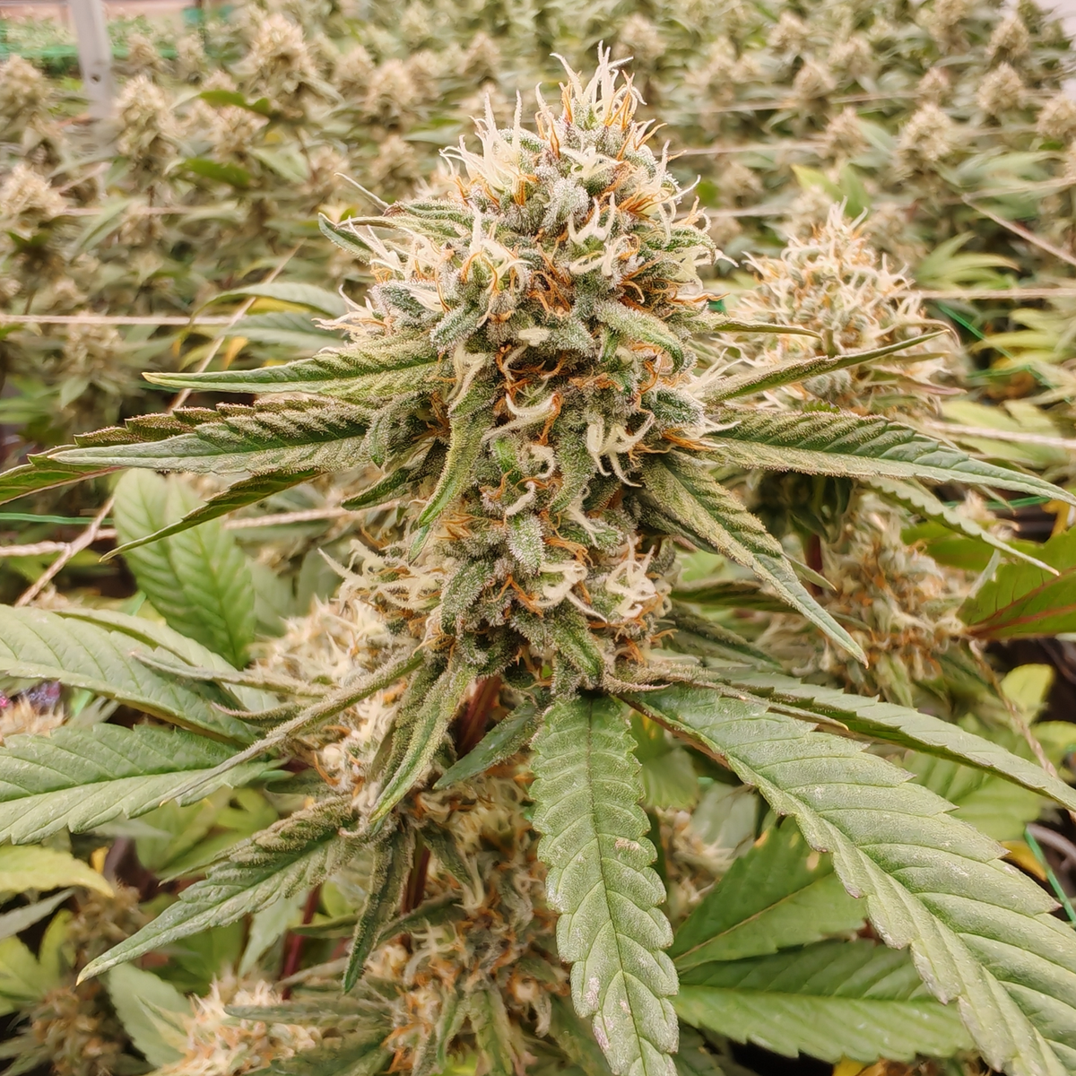 SUNSET BERRY - CBD-BLÜTE - INDOOR