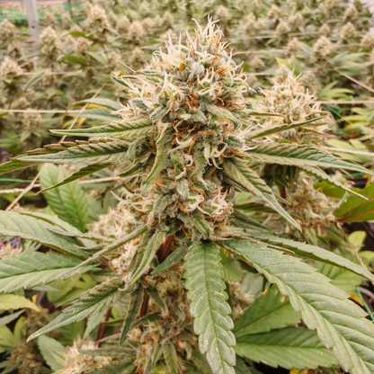 SUNSET BERRY - CBD-BLÜTE - INDOOR