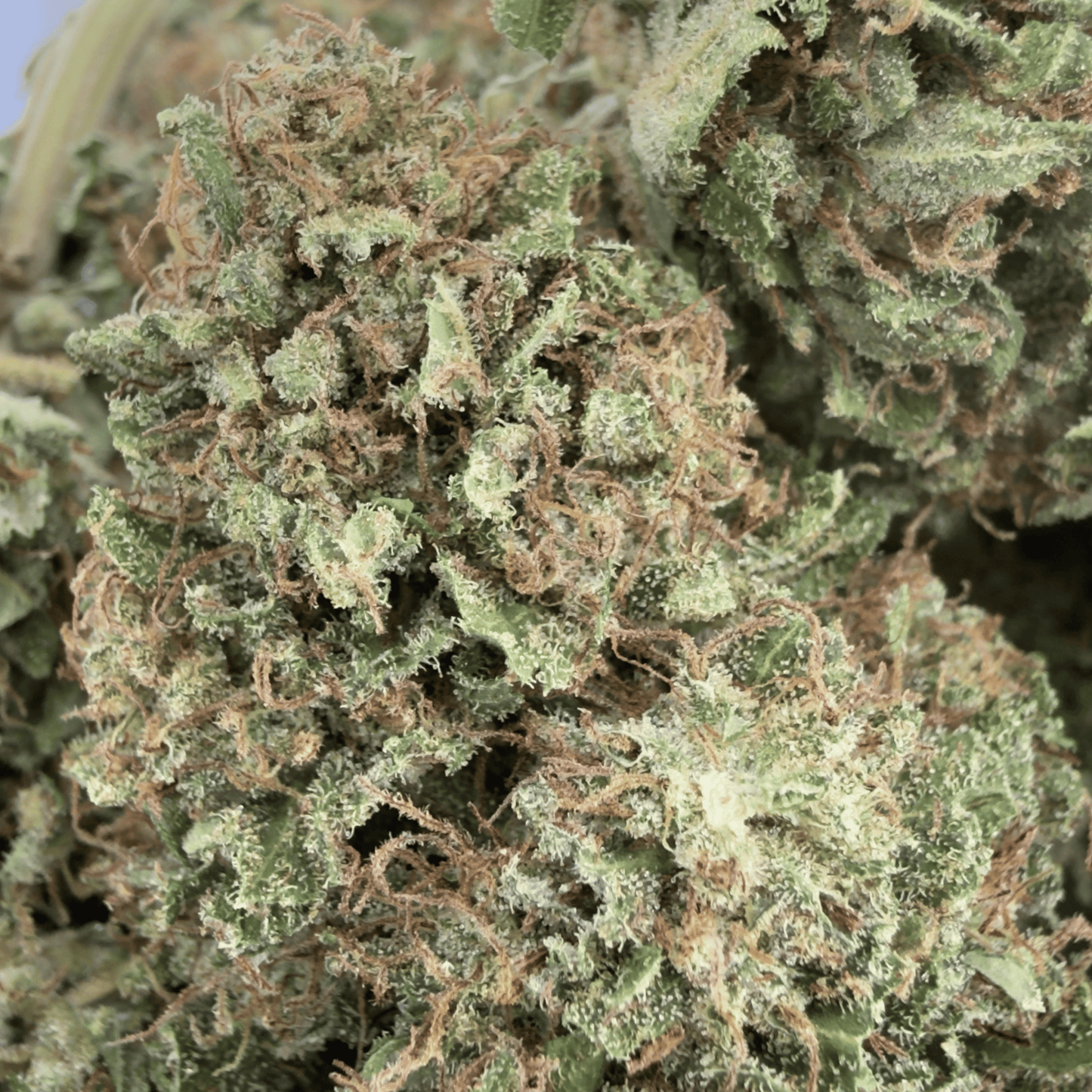 SUPER LEMON - FLEUR DE CBD BIO