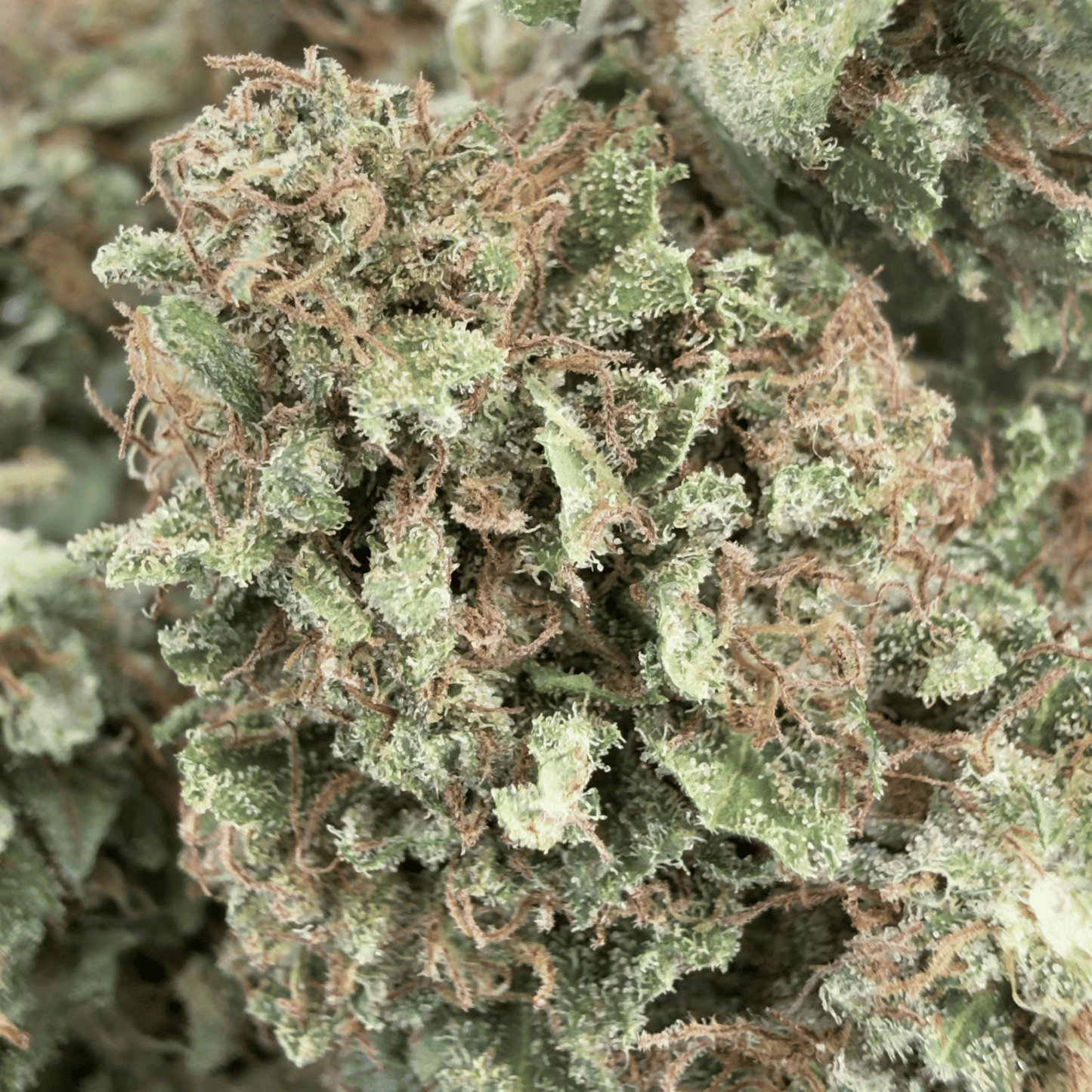 SUPER LEMON - FLEUR DE CBD BIO