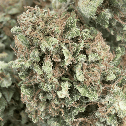 SUPER LEMON - FLEUR DE CBD BIO