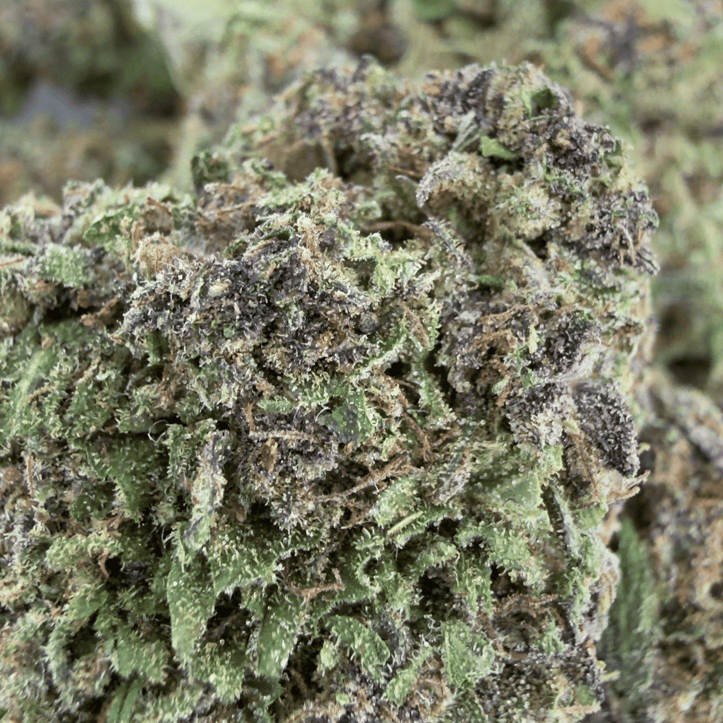 SUPER LEMON HAZE - FLOR DE CBD ORGÁNICO