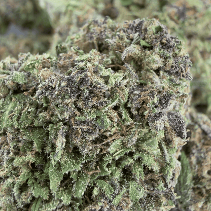 SUPER LEMON HAZE - FLOR DE CBD ORGÁNICO