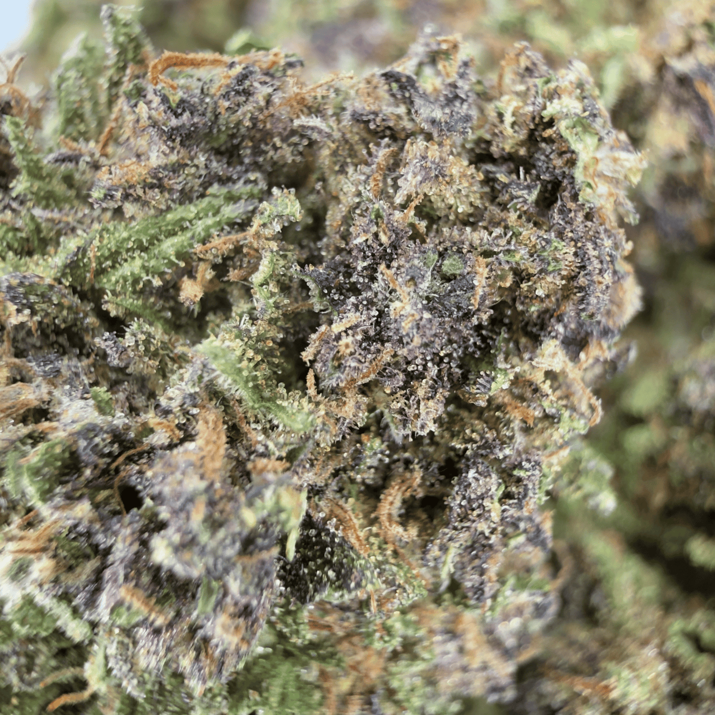 SUPER LEMON HAZE - FLOR DE CBD ORGÁNICO