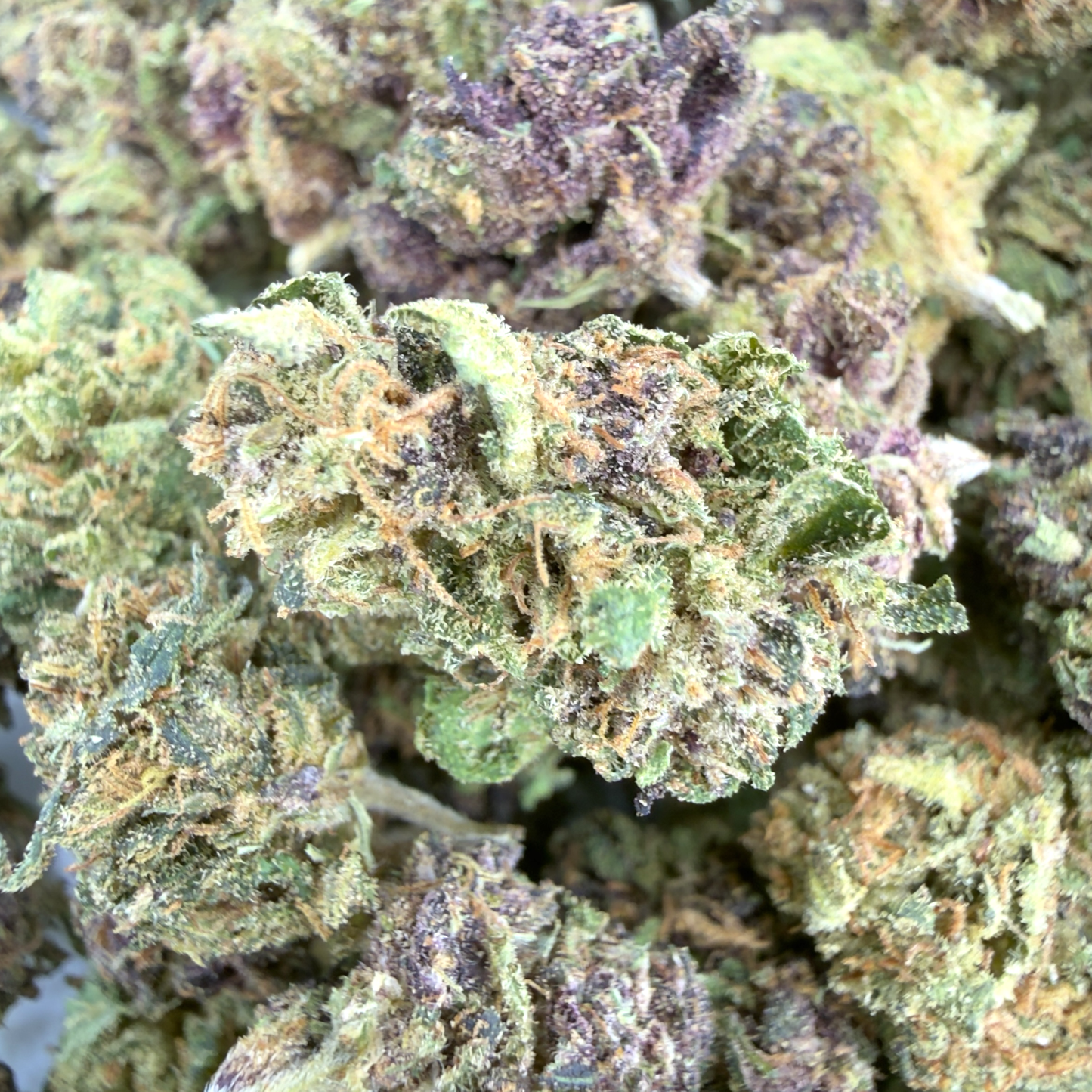CAP ESTUAIRE – PETITES FLEURS DE CBD BIO