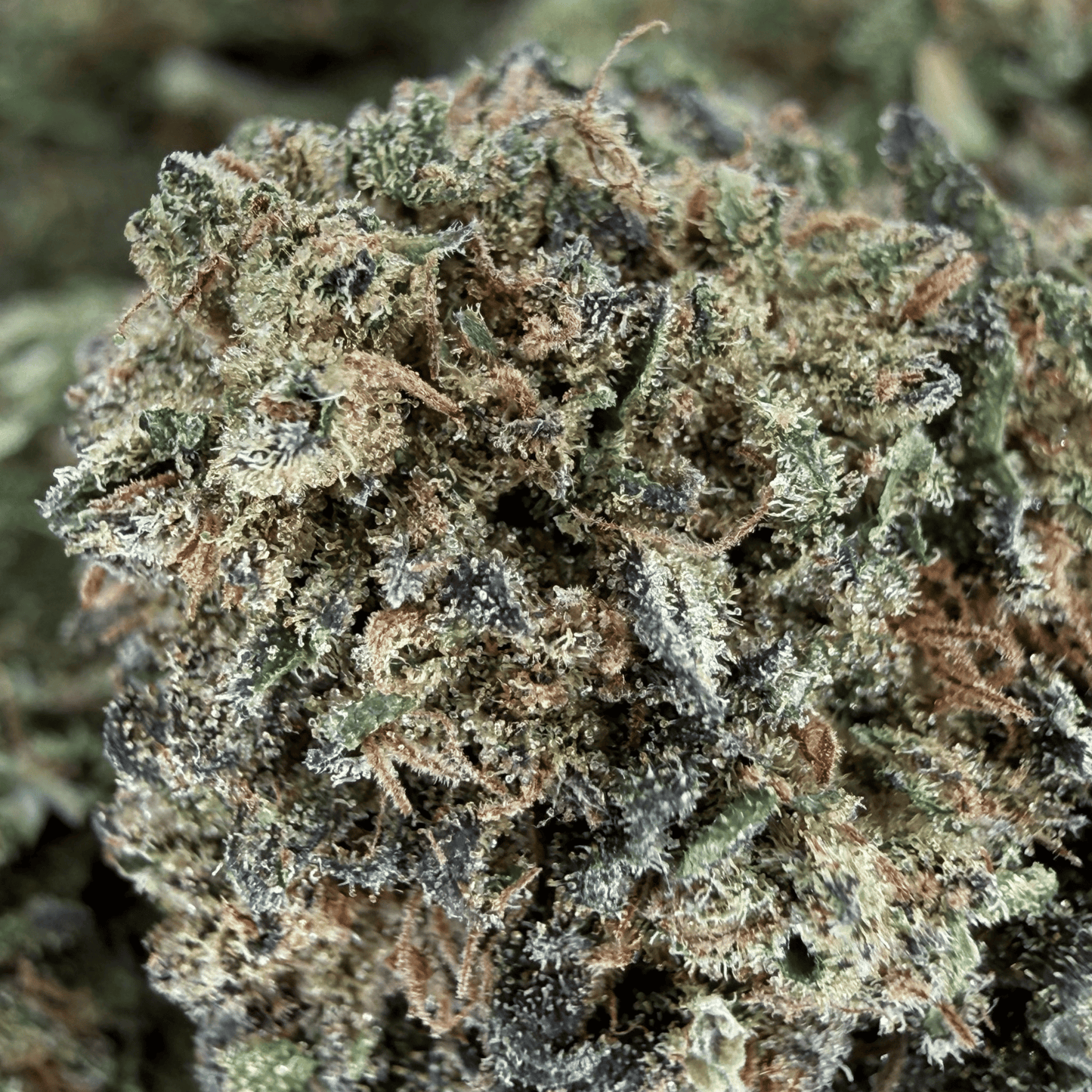 SWEET TARTS - FLEUR DE CBD BIO