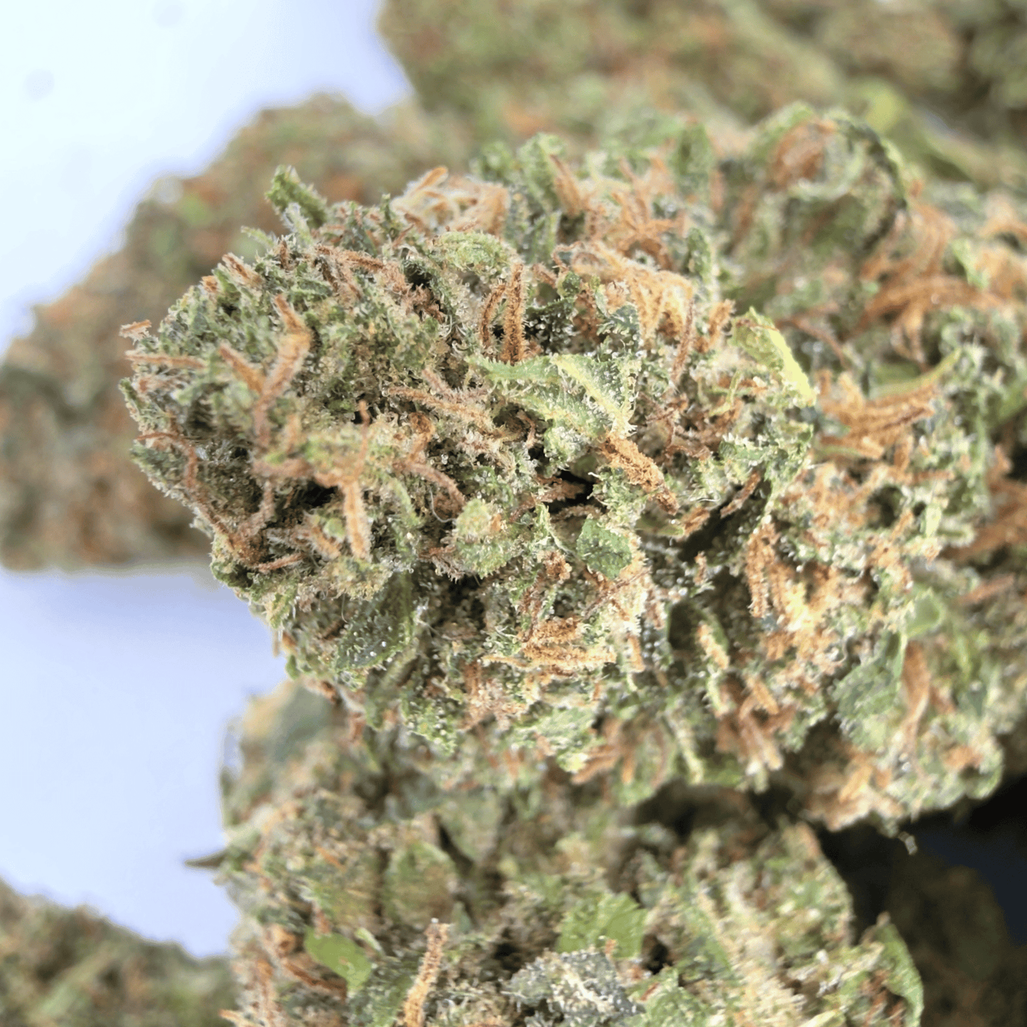 TROPICAL - BIO-CBD-BLÜTE