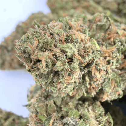 TROPICAL - BIO-CBD-BLÜTE