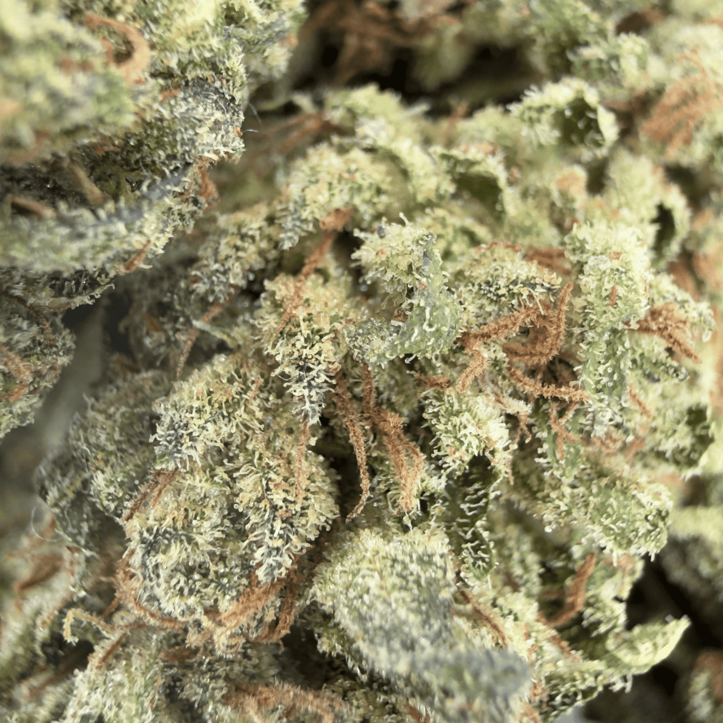 TROPICAL FRUIT SCOOPS - FLEUR DE CBD BIO