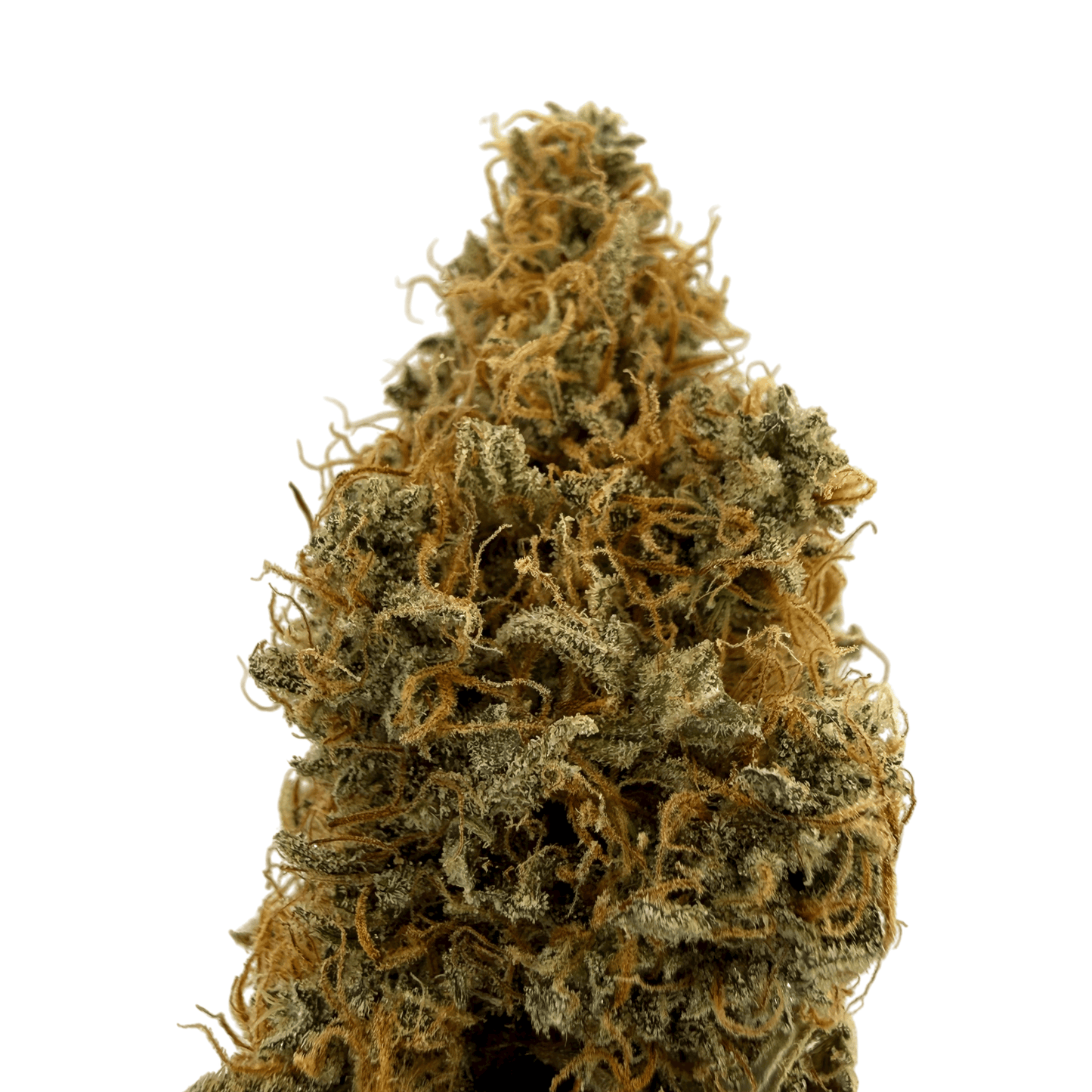 TROPIC SUNSET - FLEUR DE CBD - INDOOR