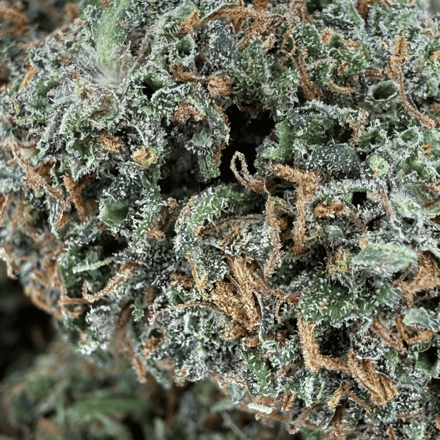 YAK PUDDING - FLEUR DE CBD BIO - LIGHT DEP
