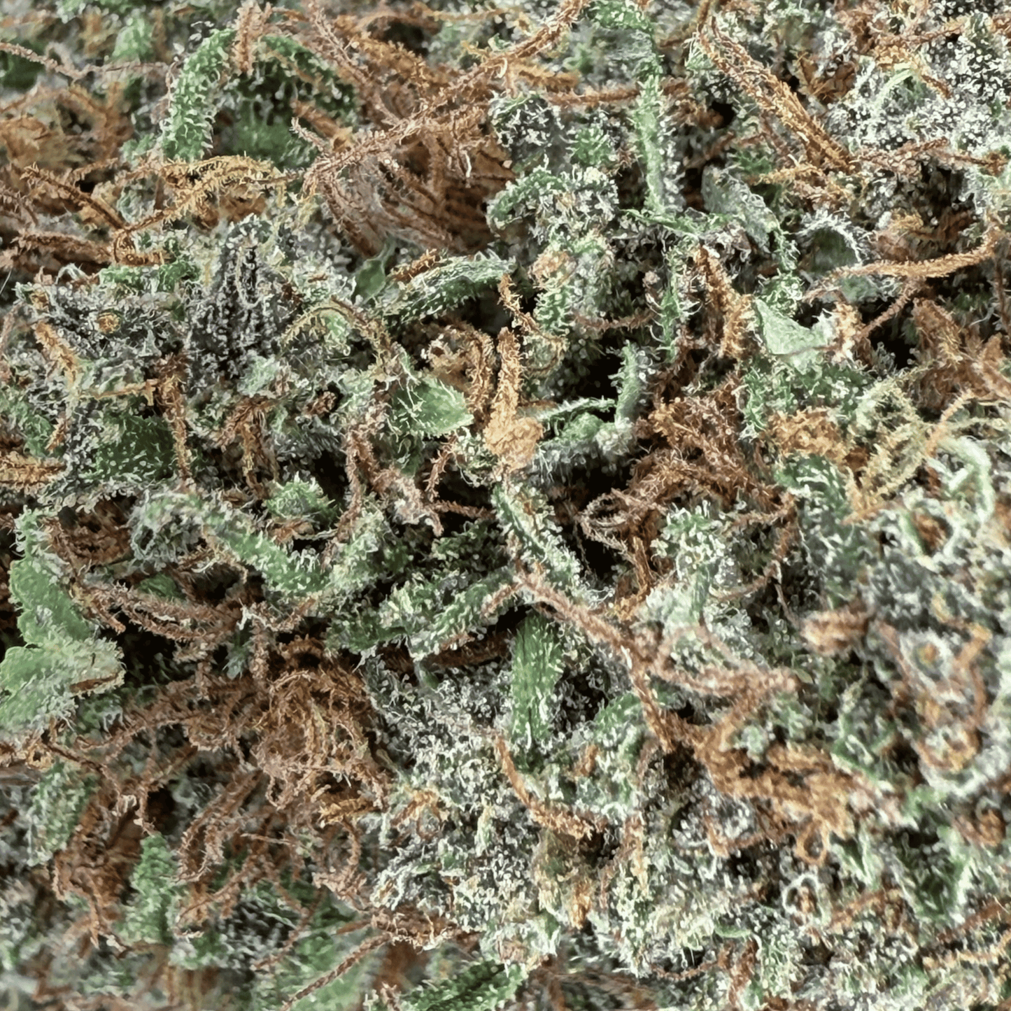 YAK PUDDING - FLEUR DE CBD BIO - LIGHT DEP