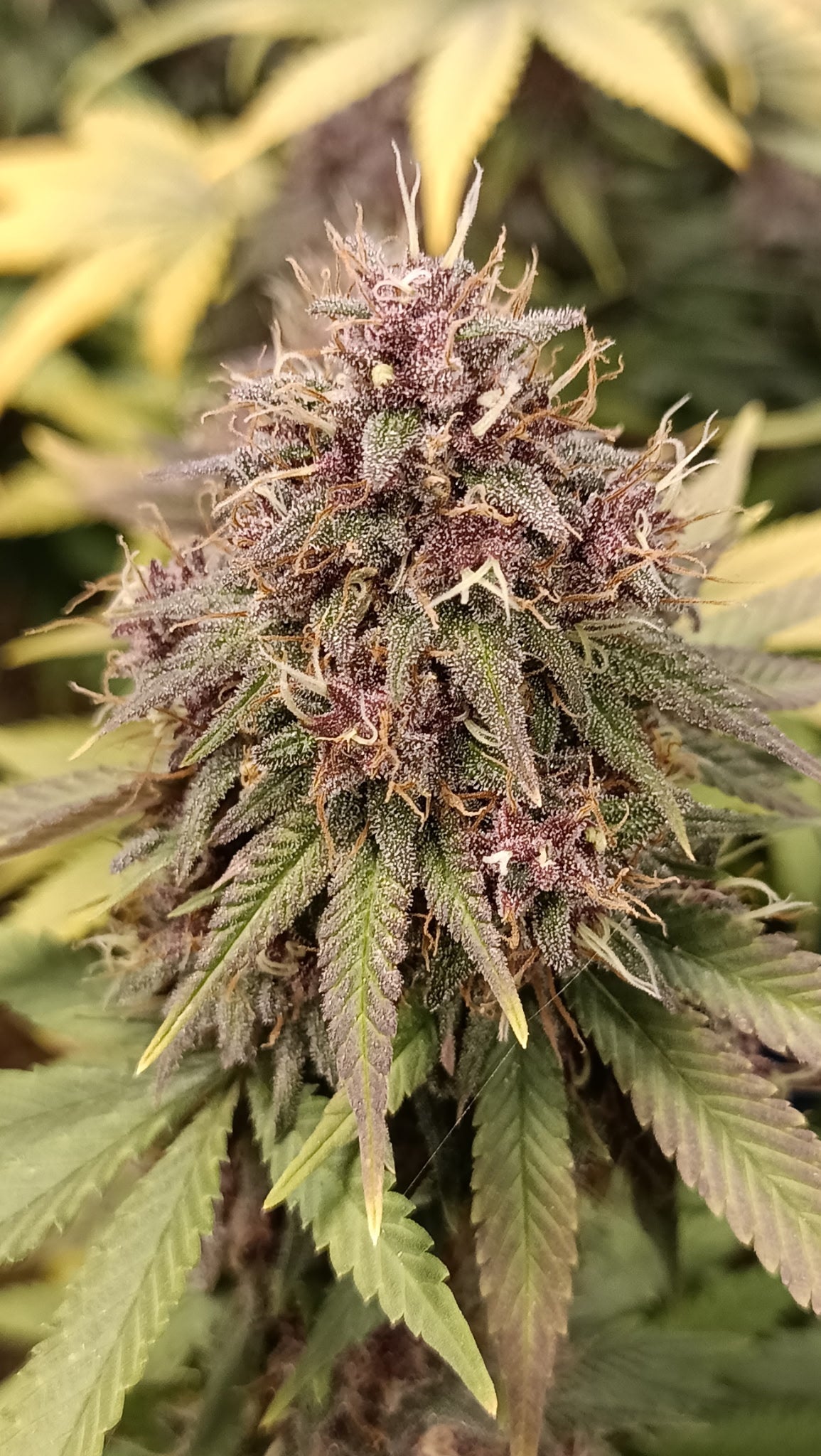 Fleur CBD Indoor Akatsuki en floraison