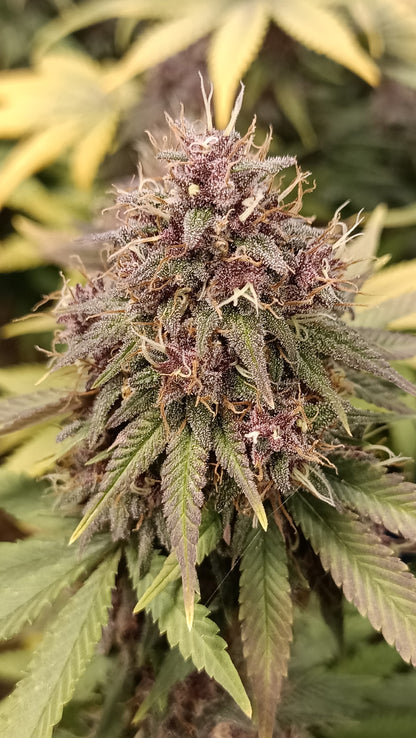 Fleur CBD Indoor Akatsuki en floraison