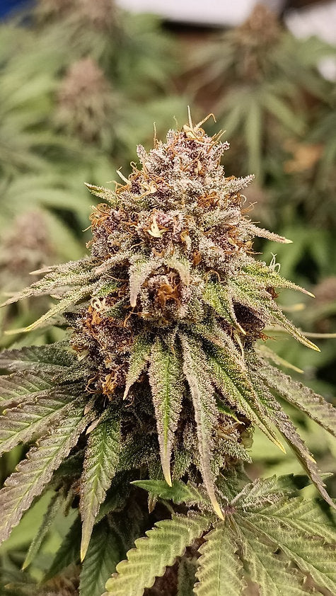BLUE DORY - CBD BLÜTE - INDOOR