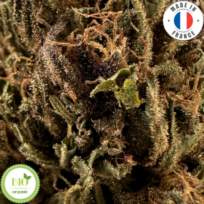 BLUEBERRY GELATO - FLEUR DE CBD BIO