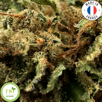 BLUE DREAM - FLEUR DE CBD BIO