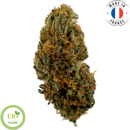 BUBBLE PINE – BIO-CBD-BLUME 