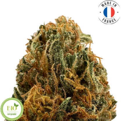 BUBBLE PINE – BIO-CBD-BLUME 