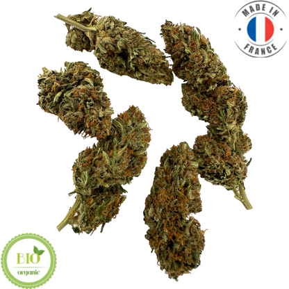 BUBBLE PINE – BIO-CBD-BLUME 