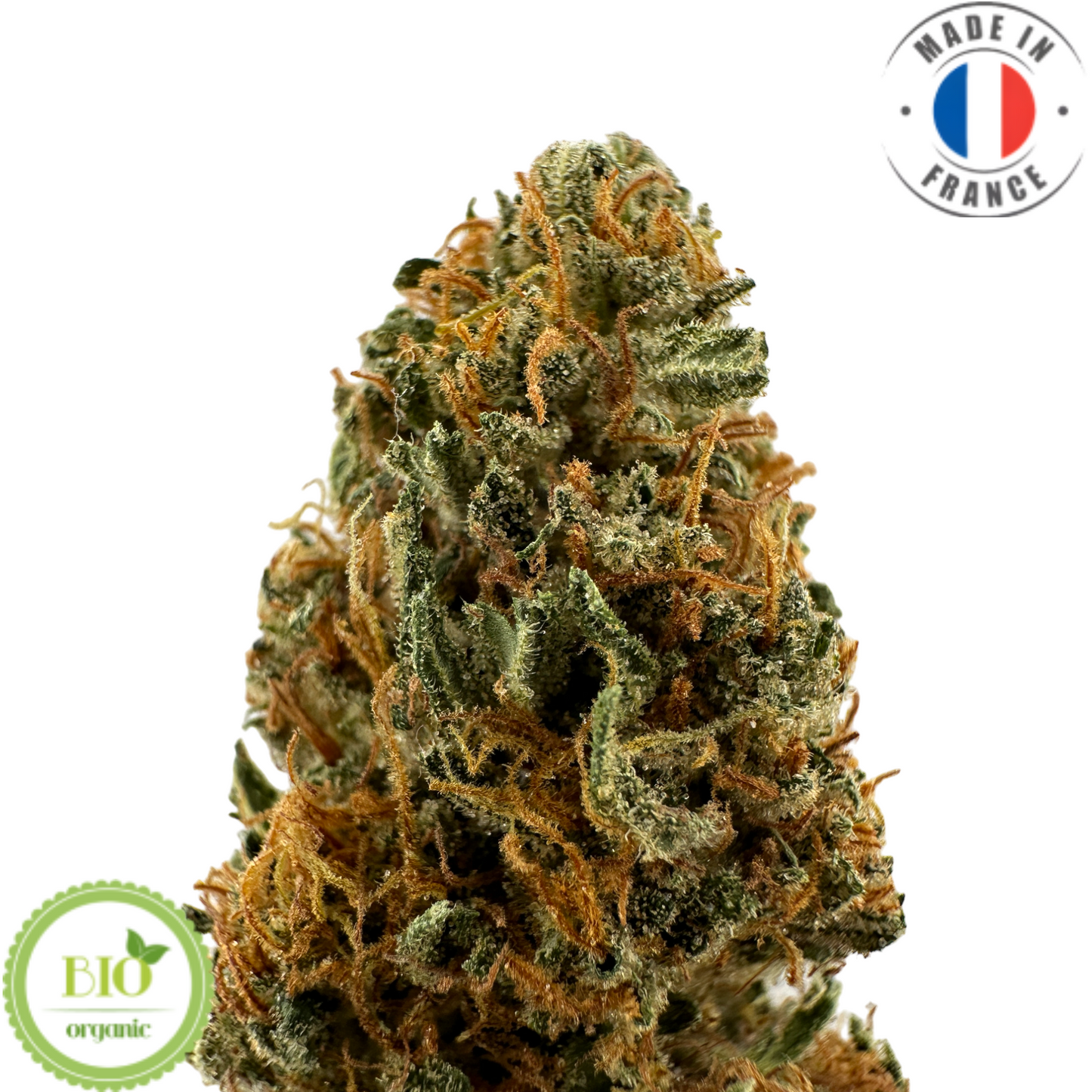 BUBBLE PINE – BIO-CBD-BLUME 