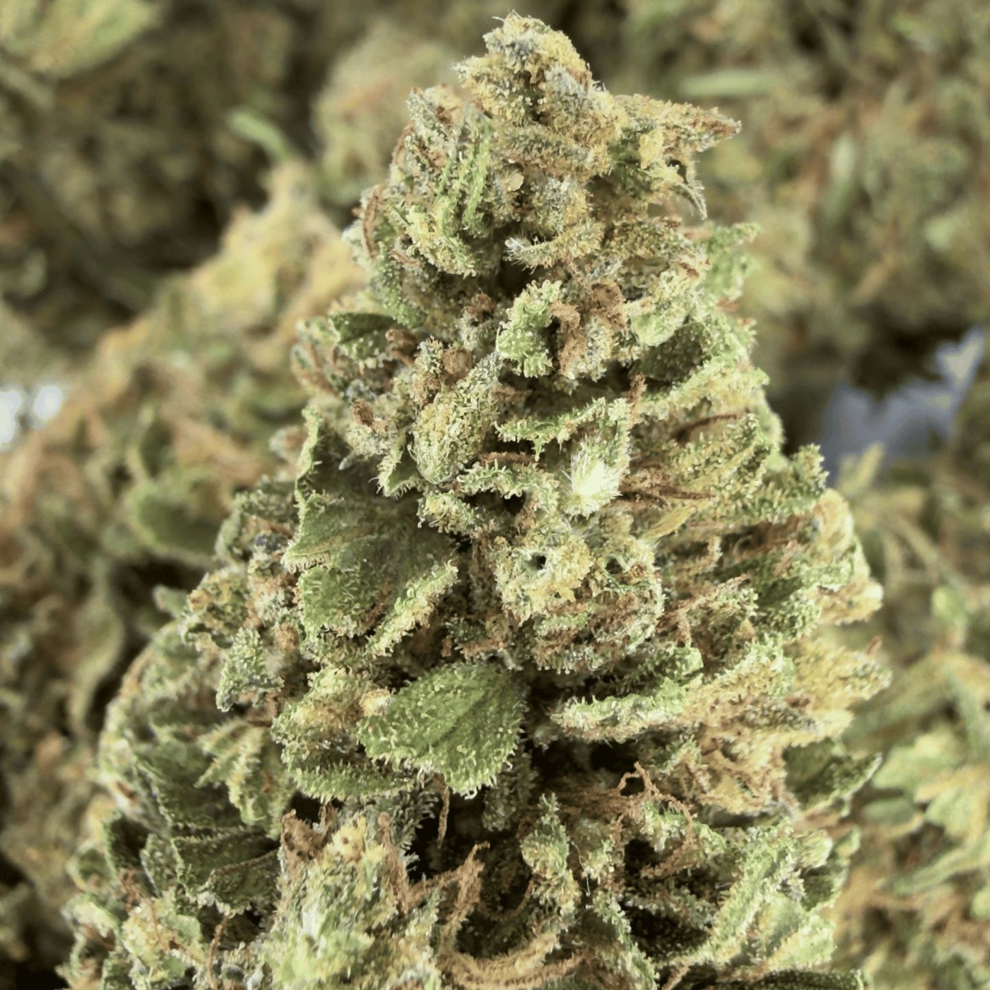 CHARLOTTE ANGEL’S - FLEUR DE CBD BIO