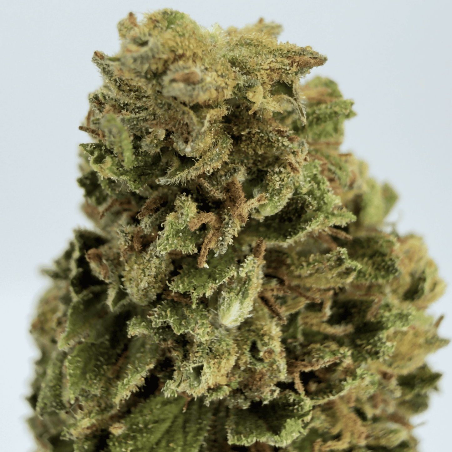 CHARLOTTE ANGEL’S - FLEUR DE CBD BIO