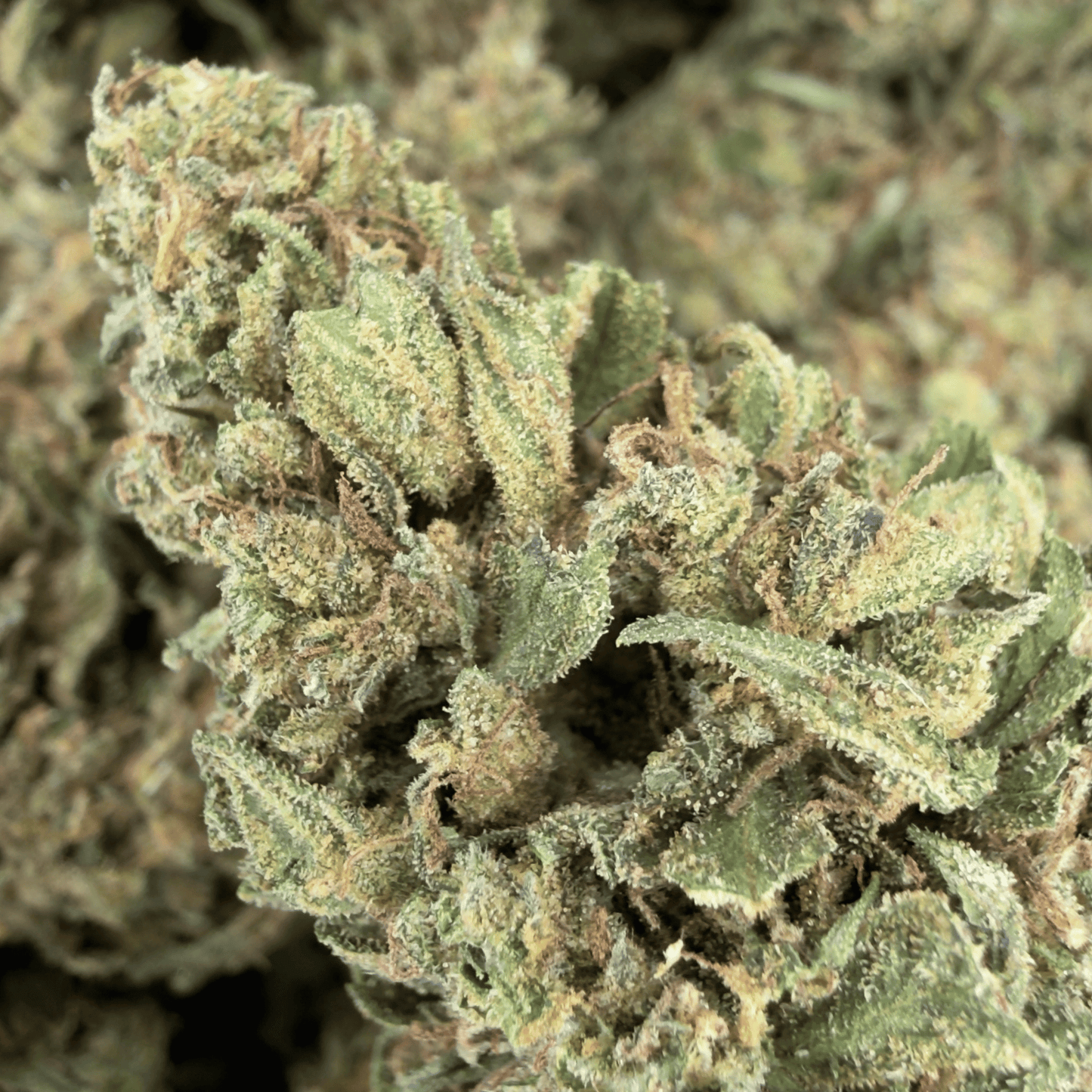 CHARLOTTE ANGEL’S - FLEUR DE CBD BIO