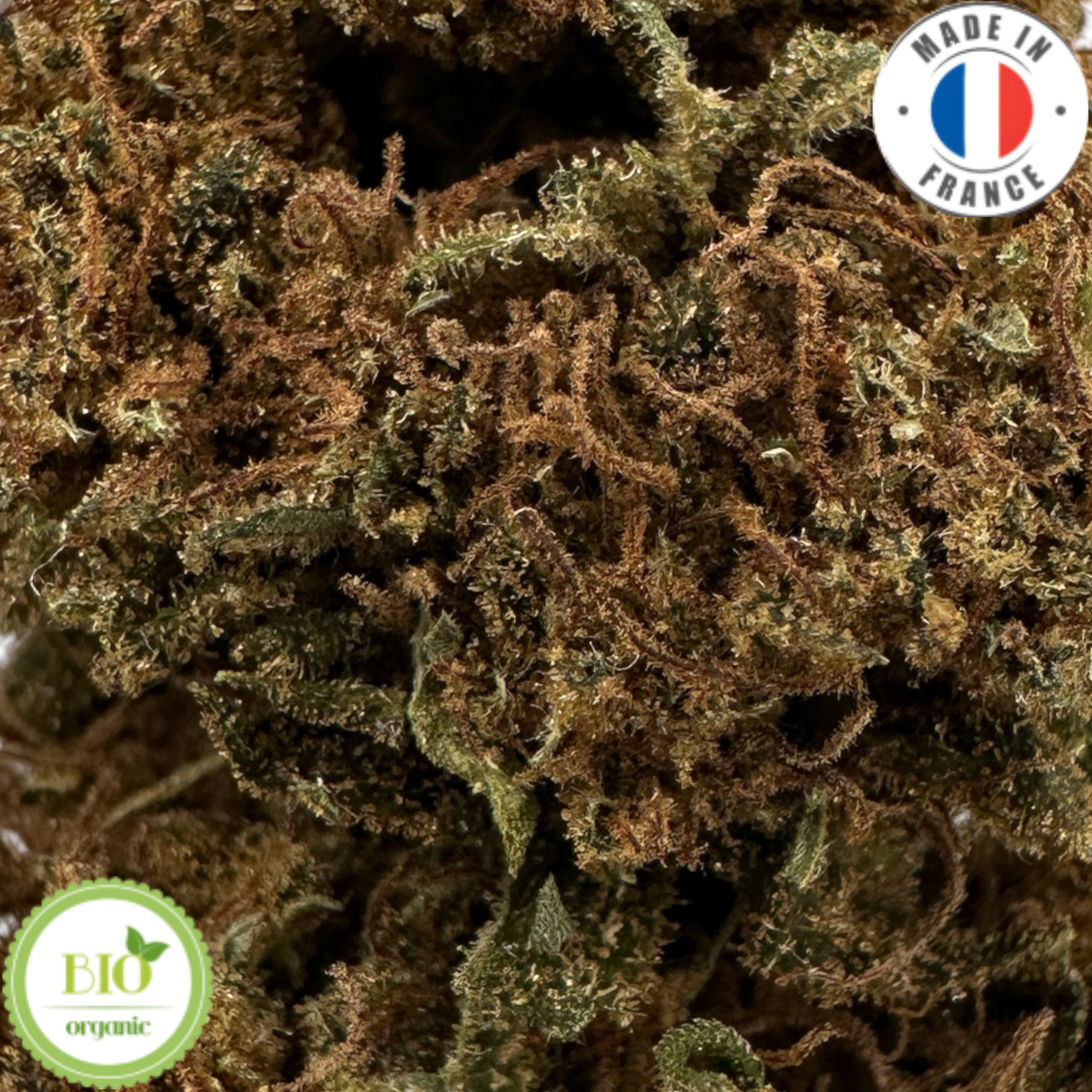 GELATO – KLEINE BIO-CBD-BLUME